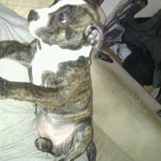 Blanding af racer Tiba