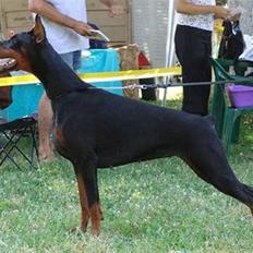 Dobermann Lola di Altobello