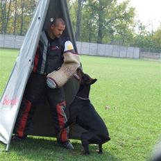 Dobermann Lola di Altobello
