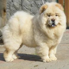 Chow chow Rossy Robinson