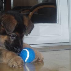 Schæferhund Team marlboros Lewis/Cody