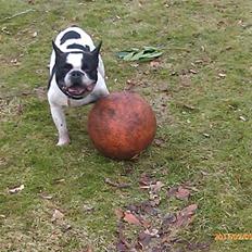 Fransk bulldog Zeus