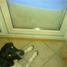 Engelsk springer spaniel rikke