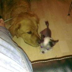 Blanding af racer Fighter