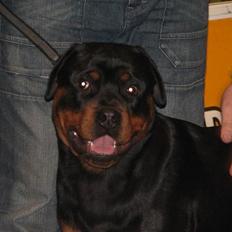 Rottweiler Theo
