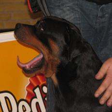 Rottweiler Theo