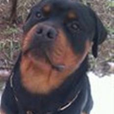 Rottweiler Theo