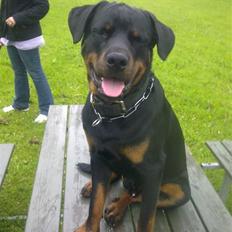 Rottweiler Zeus R.I.P.