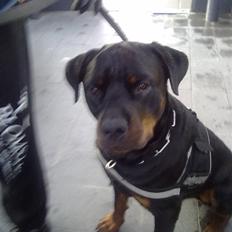 Rottweiler Zeus R.I.P.