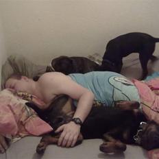 Rottweiler Zeus R.I.P.