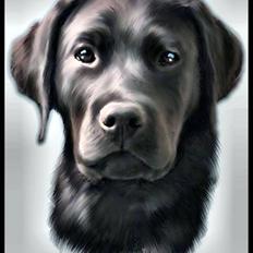 Blanding af racer *Watchout Rocky Balboa*