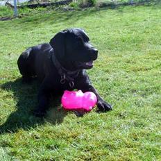 Blanding af racer *Watchout Rocky Balboa*