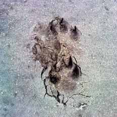 Blanding af racer *Watchout Rocky Balboa*