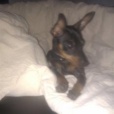 Dvaergpinscher ZENZO