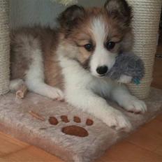 Blanding af racer Tarzan