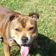 Staffordshire bull terrier Chako