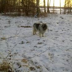 Keeshond Keesho's Emma (Solgt :( )