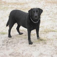 Labrador retriever Basse :-)