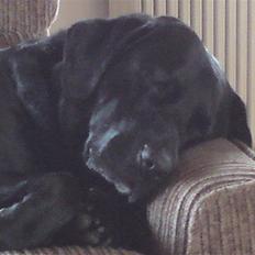 Labrador retriever Basse :-)