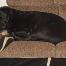 Labrador retriever Basse :-)