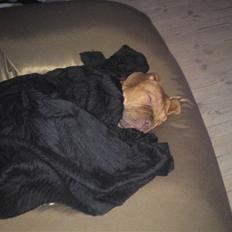 Dogue de bordeaux Molly