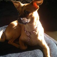 Blanding af racer Zhila