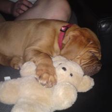 Dogue de bordeaux Molly