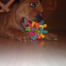 Staffordshire bull terrier Eigil 