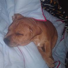 Staffordshire bull terrier Eigil 