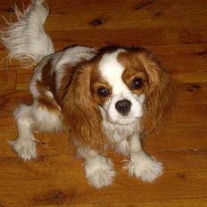 Cavalier king charles spaniel Frida