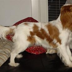 Cavalier king charles spaniel Frida