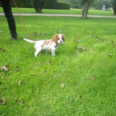 Cavalier king charles spaniel Frida