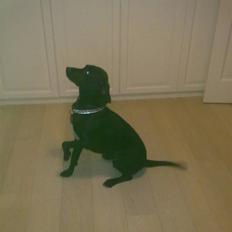 Blanding af racer Freja<'3