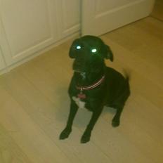 Blanding af racer Freja<'3