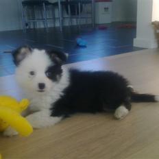 Islandsk fårehund Joey