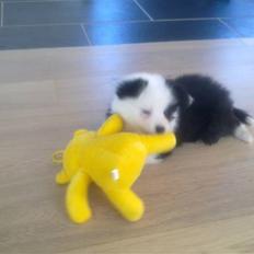 Islandsk fårehund Joey