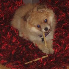 Blanding af racer Pomchi, Cookie