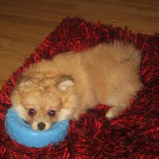 Blanding af racer Pomchi, Cookie