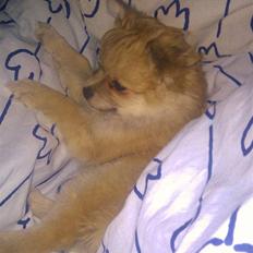 Blanding af racer Pomchi, Cookie