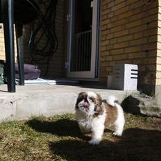 Shih tzu Bea aka Duracell, Bor hos min datter nu