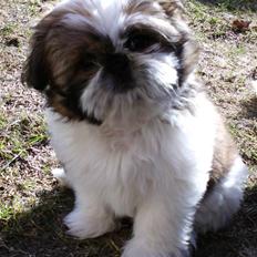 Shih tzu Bea aka Duracell, Bor hos min datter nu