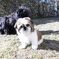 Shih tzu Bea aka Duracell, Bor hos min datter nu