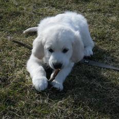 Golden retriever Cocio