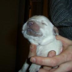 Golden retriever Cocio