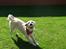 Golden retriever Coco
