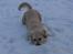 Golden retriever Coco