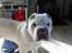 Shar pei Quark