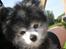 Pomeranian Toby, R.I.P min lille stjerne. 