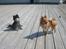 Pomeranian Toby, R.I.P min lille stjerne.  - Hende Gizmo er altså meget sød. :-)