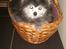 Pomeranian Toby, R.I.P min lille stjerne.  - Jeg elsker at ligge alle mulige sjove steder. :-)